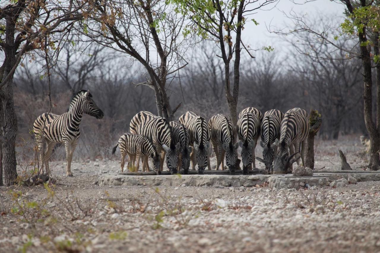 Okutala Etosha Lodge Outjo Extérieur photo
